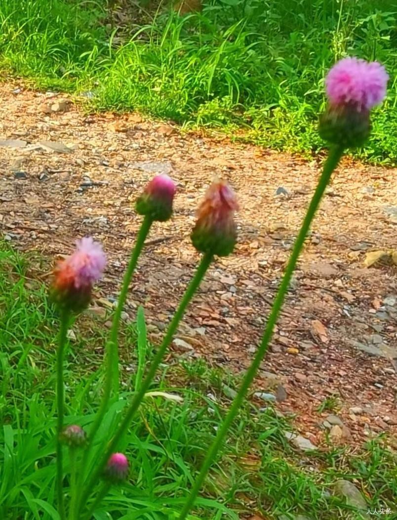 叶芸秀《立夏》